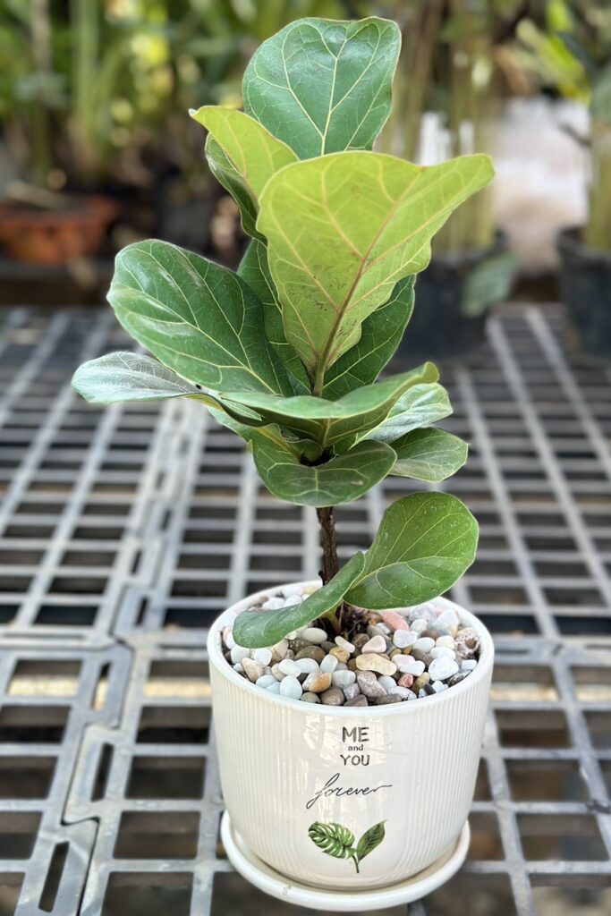 Người ta ví màu xanh của lá cây tượng trưng cho sự sinh sôi, phát triển, phú quý giàu sang. Cây bàng Singapore vừa có ý nghĩa về mặt môi trường, mang đến cảnh quan đẹp, tốt cho sức khỏe. Lại vừa có ý nghĩa phong thủy là may mắn, tốt đẹp.